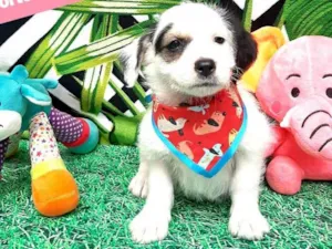 Cachorro raça  idade 2 a 6 meses nome Levi