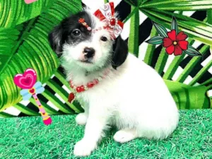 Cachorro raça  idade 2 a 6 meses nome Camila