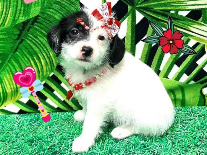 Cachorro raça  idade 2 a 6 meses nome Camila