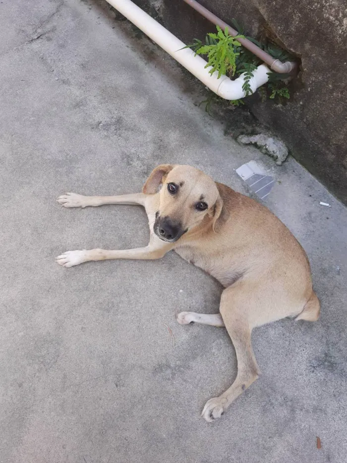 Cachorro ra a Vira-lata misturado idade 2 anos nome Charlote