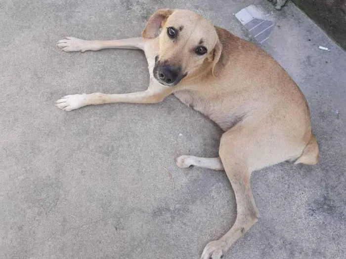 Cachorro ra a Vira-lata misturado idade 2 anos nome Charlote