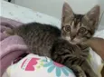 Gatinhos Lindos
