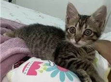 Gato raça Aleatória  idade Abaixo de 2 meses nome Gatinhos Lindos
