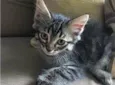 Gatinhos Lindos