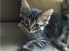 Gato raça Aleatória  idade Abaixo de 2 meses nome Gatinhos Lindos