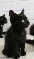 Gatinhos Lindos