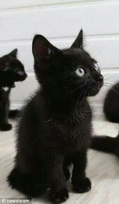Gato raça Aleatória  idade Abaixo de 2 meses nome Gatinhos Lindos