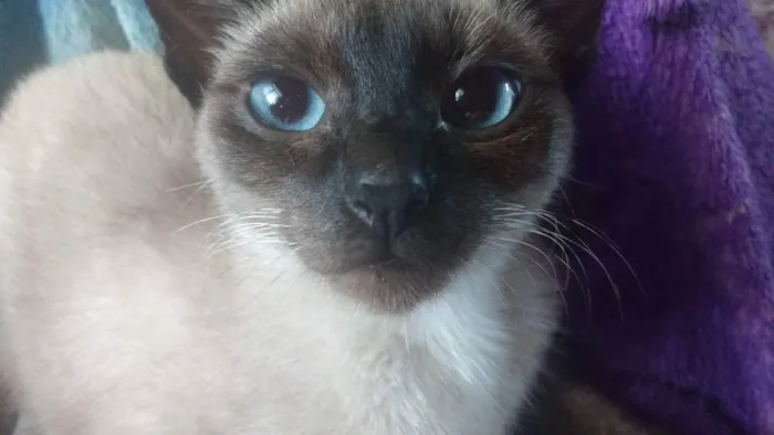 Gato ra a Siamesa idade 3 anos nome Luna