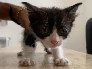 Gato raça  idade Abaixo de 2 meses nome Gato filhote