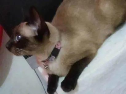 Gato raça Siamesa idade 3 anos nome Luna