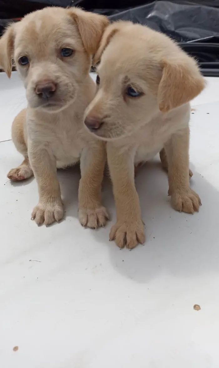 Cachorro ra a  idade 2 a 6 meses nome Cachorro filhotes 