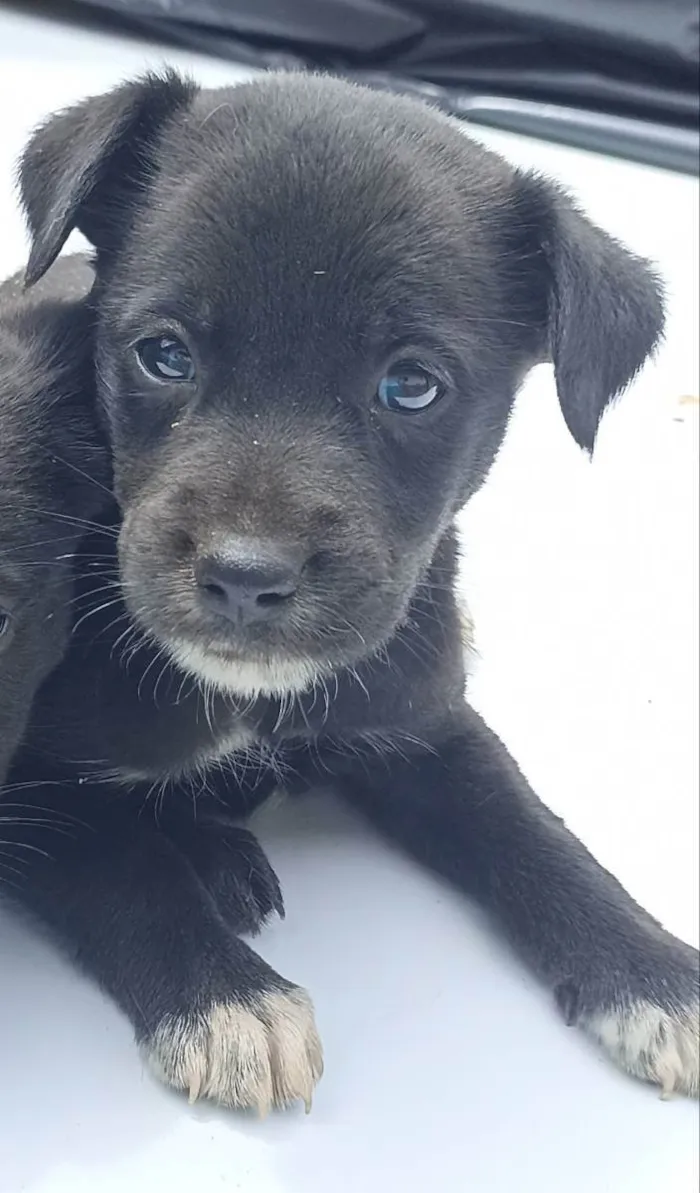 Cachorro ra a  idade 2 a 6 meses nome Cachorro filhotes 