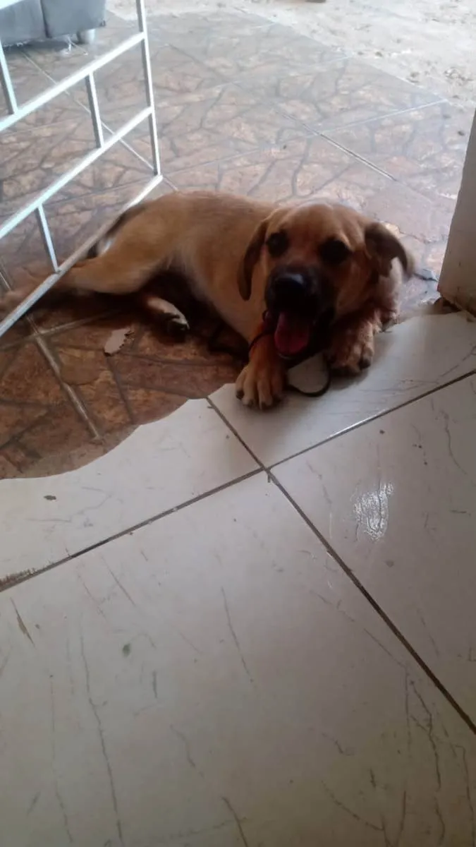 Cachorro ra a SRDF (MÃE)/ Boerboel(PAI) idade 1 ano nome Zeus