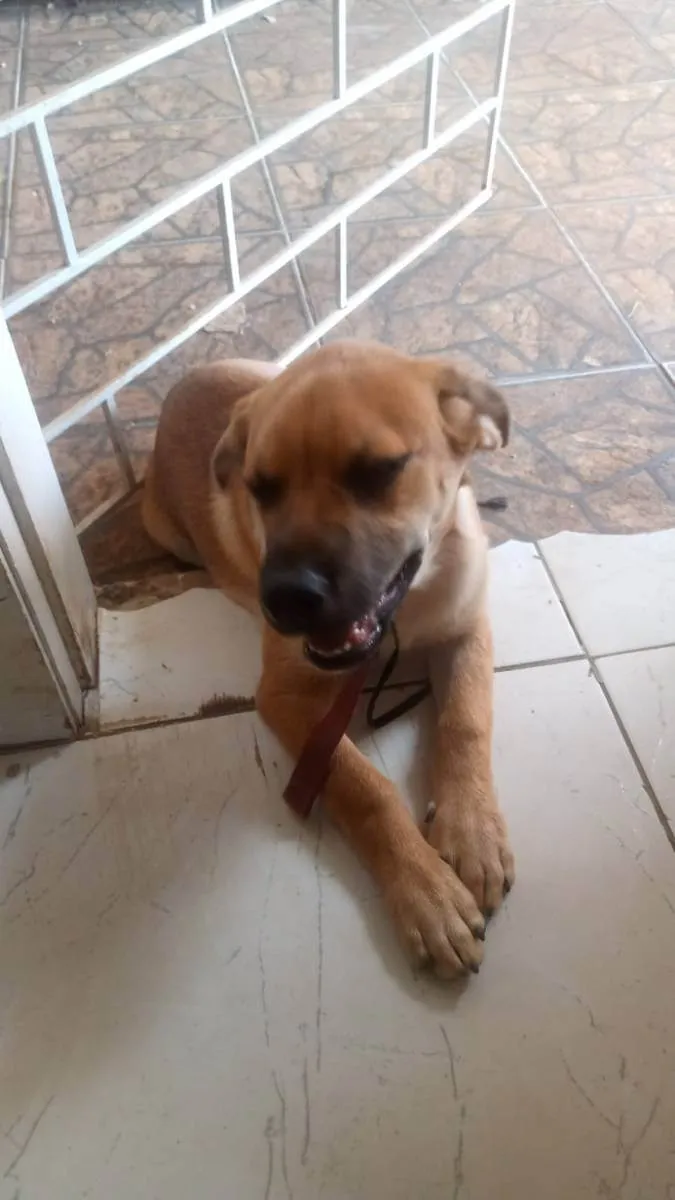 Cachorro ra a SRDF (MÃE)/ Boerboel(PAI) idade 1 ano nome Zeus