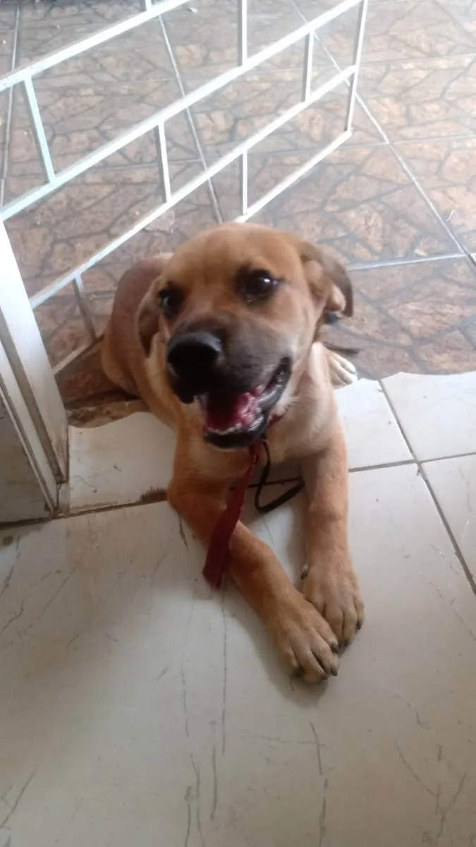 Cachorro ra a SRDF (MÃE)/ Boerboel(PAI) idade 1 ano nome Zeus