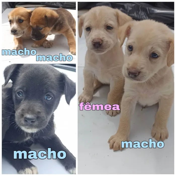 Cachorro ra a  idade 2 a 6 meses nome Cachorro filhotes 