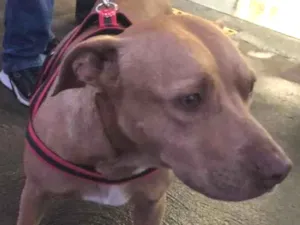 Cachorro raça Pitbull  idade 5 anos nome Não sei 