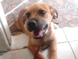 Cachorro raça SRDF (MÃE)/ Boerboel(PAI) idade 1 ano nome Zeus