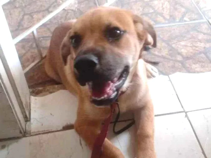 Cachorro ra a SRDF (MÃE)/ Boerboel(PAI) idade 1 ano nome Zeus