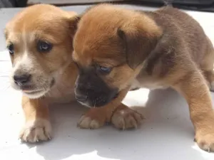 Cachorro raça  idade 2 a 6 meses nome Cachorro filhotes 