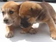 Cachorro filhotes