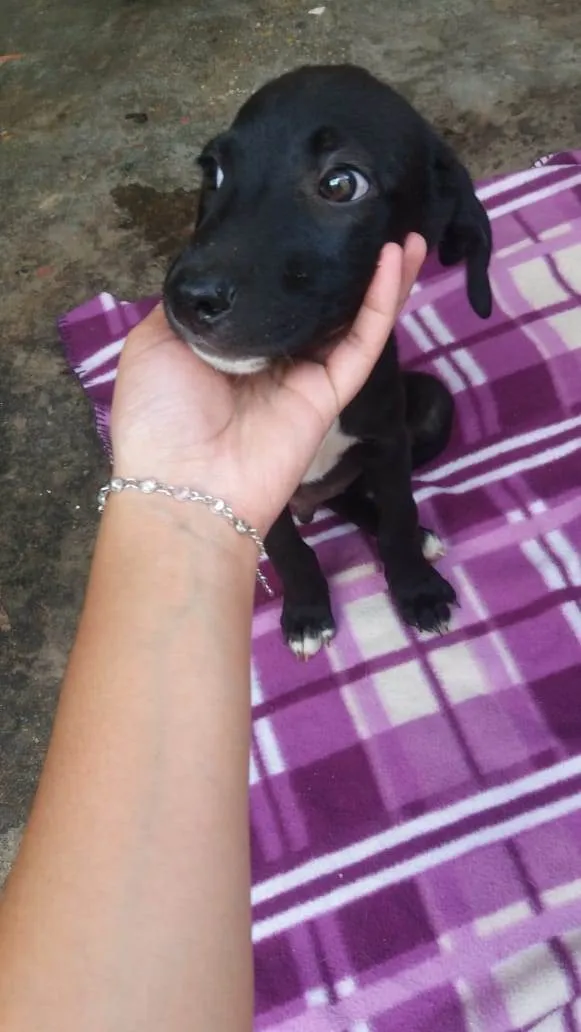 Cachorro ra a  idade 2 a 6 meses nome Filhotinho macho