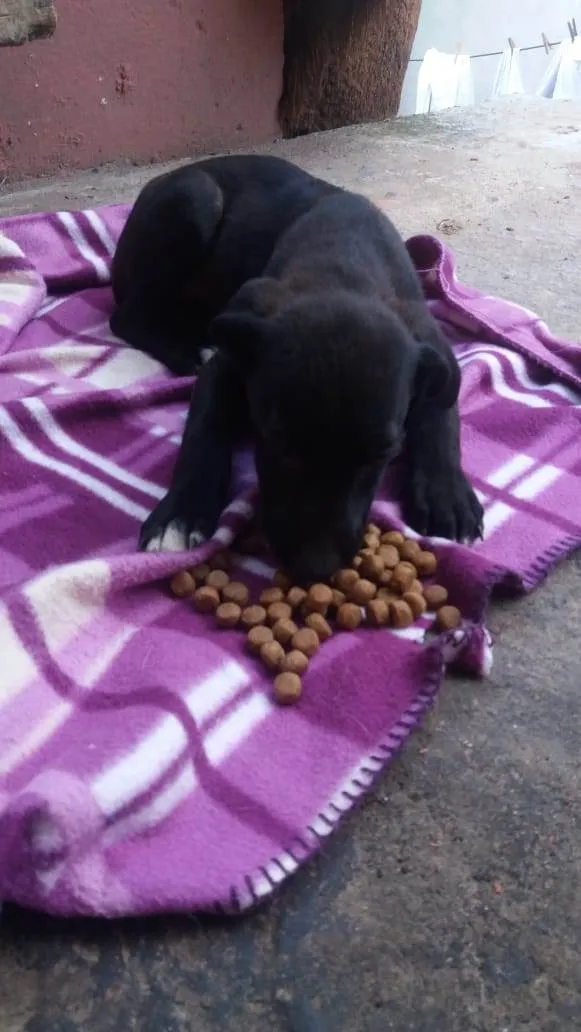 Cachorro ra a  idade 2 a 6 meses nome Filhotinho macho