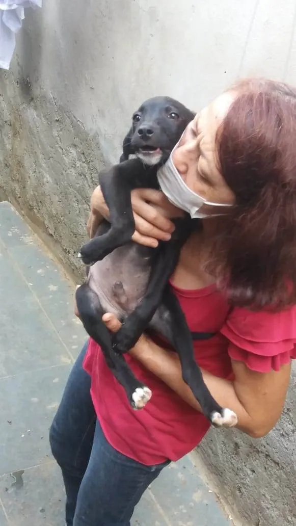 Cachorro ra a  idade 2 a 6 meses nome Filhotinho macho