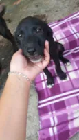 Filhotinho macho