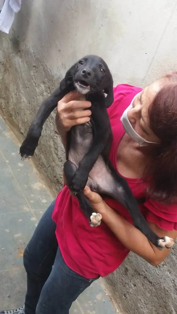 Cachorro ra a  idade 2 a 6 meses nome Filhotinho macho