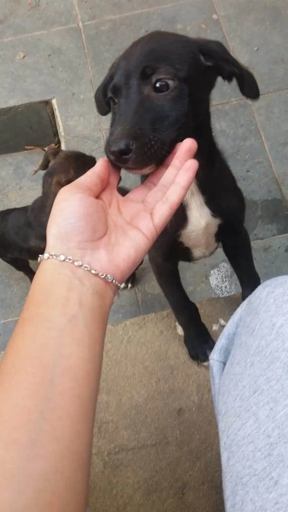 Cachorro ra a  idade 2 a 6 meses nome Filhotinho macho