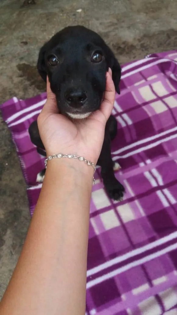 Cachorro ra a  idade 2 a 6 meses nome Filhotinho macho