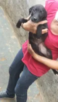 Filhotinho macho
