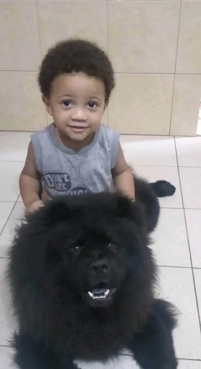 Cachorro ra a Chow chow idade 1 ano nome Orion