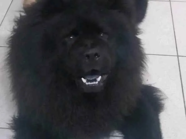 Cachorro ra a Chow chow idade 1 ano nome Orion