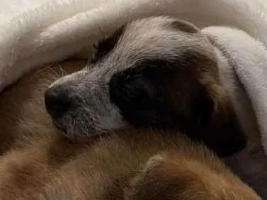 Cachorro raça Srd idade Abaixo de 2 meses nome Kevin