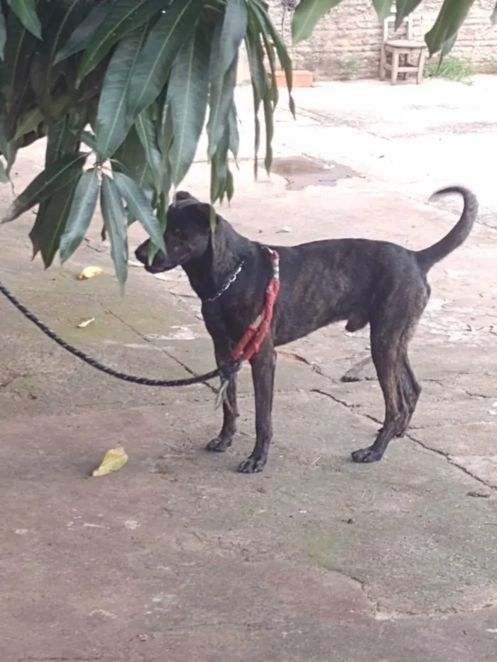 Cachorro ra a Vira lata com rottweiler idade 3 anos nome Negão 