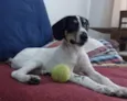 Snoopy