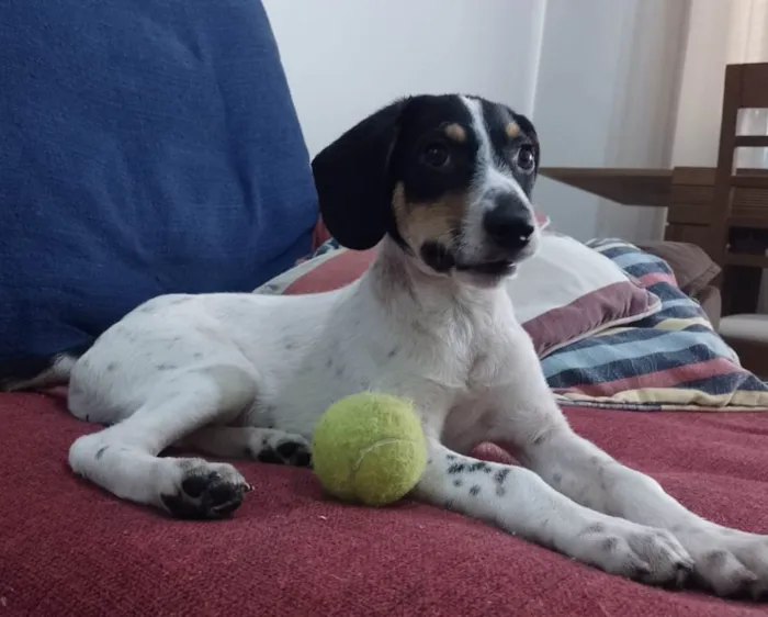 Cachorro ra a Srd idade 2 a 6 meses nome Snoopy