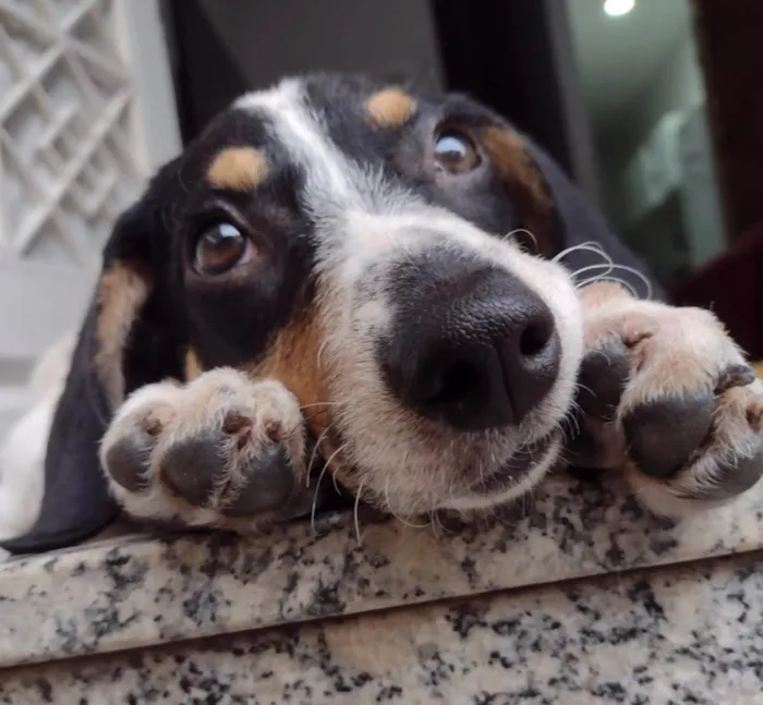 Cachorro ra a Srd idade 2 a 6 meses nome Snoopy