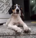 Snoopy