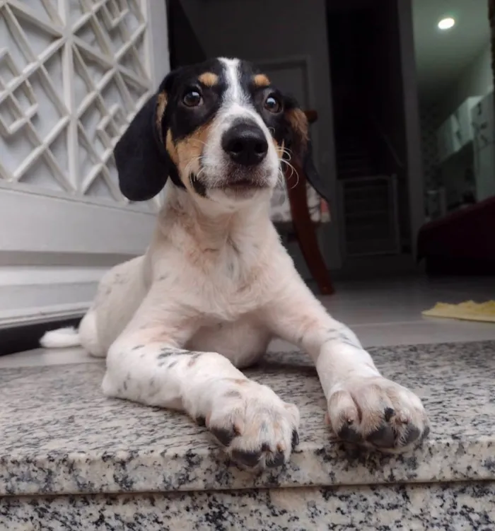 Cachorro ra a Srd idade 2 a 6 meses nome Snoopy