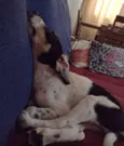 Snoopy