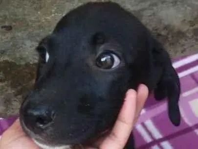 Cachorro ra a  idade 2 a 6 meses nome Filhotinho macho