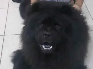 Cachorro raça Chow chow idade 1 ano nome Orion