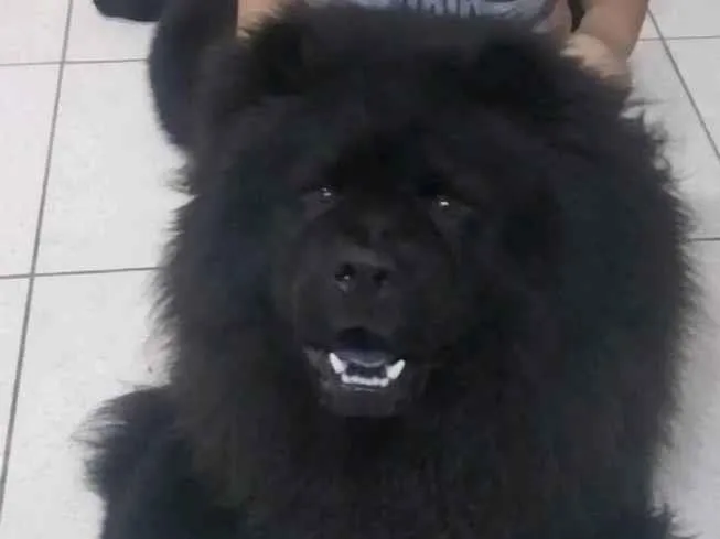 Cachorro ra a Chow chow idade 1 ano nome Orion