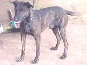 Cachorro raça Vira lata com rottweiler idade 3 anos nome Negão 