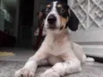 Snoopy