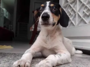 Cachorro raça Srd idade 2 a 6 meses nome Snoopy