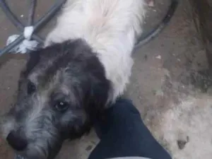 Cachorro raça Vira lata  idade 2 anos nome Billy